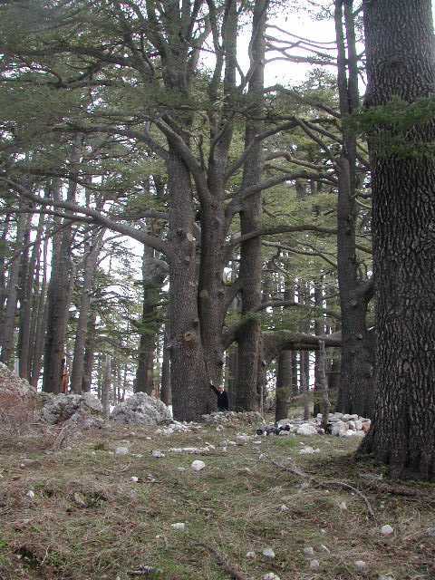 Ancient Cedrus libani, cedar of Lebanon, at Cedars of the Lord (Arz al Rab) near Bsherri, Lebanon. March 2002