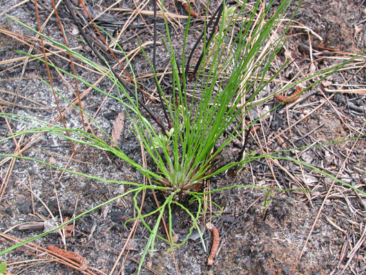 Pinus palustris. Longleaf pine. Seedling after burn. Blackwater Preserve. 27 June 2003.