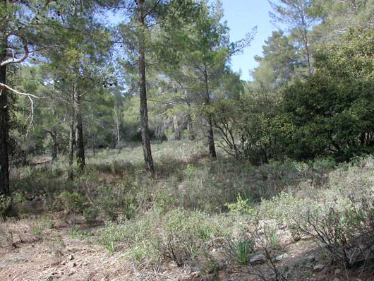 Pine forest (P. halepensis) near tar kiln in vicnity of Platres, Cyprus. May 2002