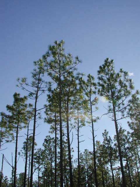 Pinus palustris. Longleaf pine. 5 January 2002