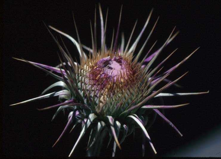 Thistle head