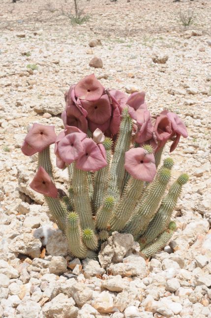 Hoodia gordonii(?) (Asclepiaceae) Opuo region of northern Namibia. January 2020. Asclepiadaceae