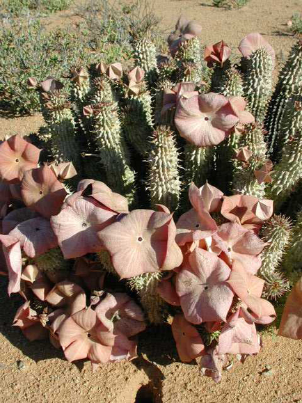 Hoodia sp. Rosh Pina, Namibia. 16 September 2001. Asclepiadaceae