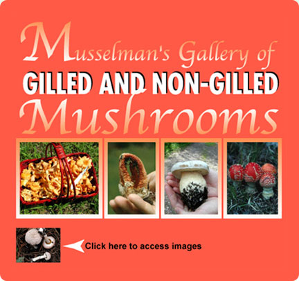 Gilled and Non-Gilled Mushrooms