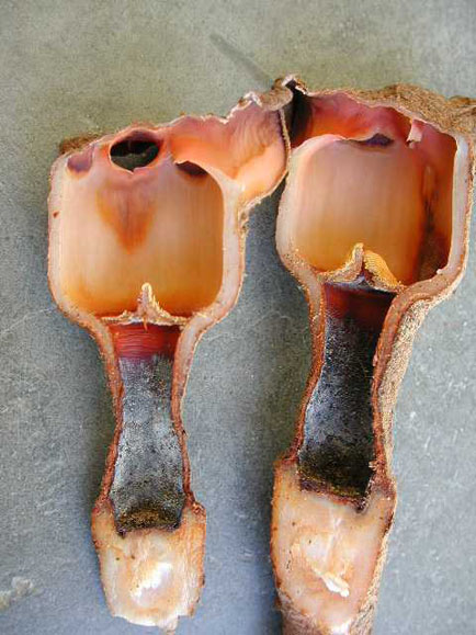 Hydnora triceps. Rosh Pinah, Namibia. 16 September 2001