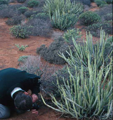 Professor Piet Vorster, Stellenbosch University, photographing Hydnora triceps. Host is Euphorbia dregeana. Near Port Nolloth, South Africa. September 1999. Hydnoraceae