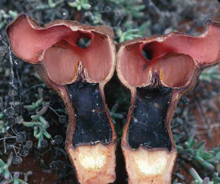 Hydnora triceps. Flowers split to show androecium and chamber. Near Port Nolloth, South Africa. September 2000. Hydnoraceae