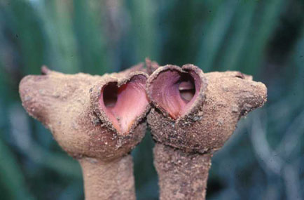 Hydnora triceps. Near Port Nolloth, South Africa. Hydnoraceae