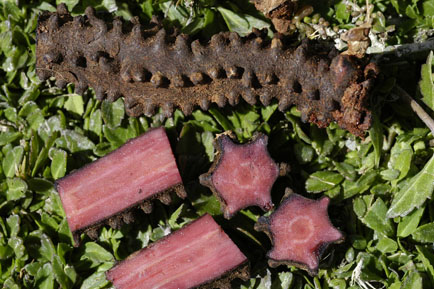 Hydnora triceps. Roots. Gemsbokvlei Farm, Wolfberg Road, ca. 40 km southeast of Port Nolloth, South Africa.,13-Sep-03