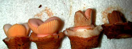 Hydnora triceps. Near Port Nolloth, South Africa. Antherial rings. Youngest at left. 10 September 2001.