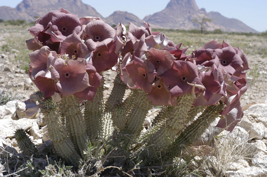 Hoodia sp. Spitzkuppe in background. Hoodia sp. Species of this genus are used by the local San people to curb appetite and thirst on journeys through the desert. Between Usakos and Uis, Spitzkuppe, Namibia. 23 February 2004