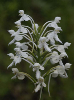 Plantanthera blephariglottis, white fringed orchid. This rare plant prefers frequently burned habitats. Blackwater Ecologic Preserve, August 2004.