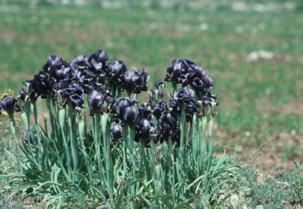 Iris nigricans Black iris. Near Shawbak, Jordan. Iridaceae