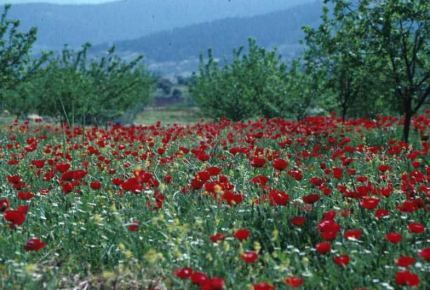 Papaver rhoeas. Poppy. Near Anjana, Jordan. Papaveraceae