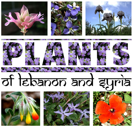 Plants of Lebanon and Syria