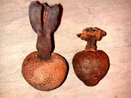 Hydnora africana (left) and H. triceps (right) fruits. 