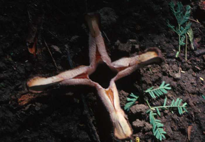 Hydnora johannis, Um Barona, Wad Medani, Sudan.