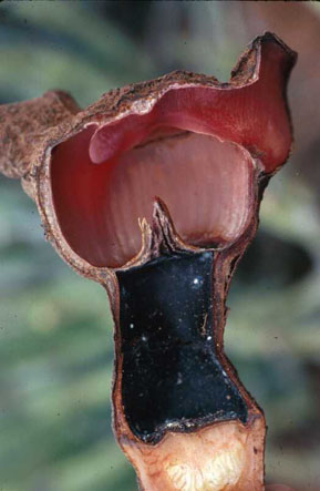 Hydnora triceps Sectioned flower