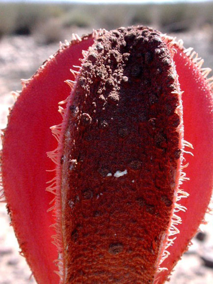 Hydnora africana. Hairs bait bodies?) on perianth lobes. Karasburg District, Namibia. 29 December 2002